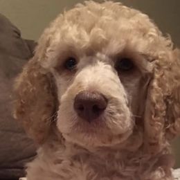 Goldendoodle and Pyredoodle Puppies from Sweet Dixie Doodles