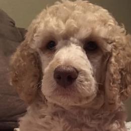 Goldendoodle and Pyredoodle Puppies from Sweet Dixie Doodles