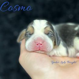 AKC Cosmo - Black tan and white male Beagle puppy in Chillicothe, Missouri from Tymber Lake Beagles