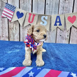 Freedom Belle (green collar) - Brown female Cavapoo puppy in Modesto, California from Molly n Friends