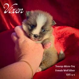 Vixen Wolf Silver teacup - Wolf sable female Pomsky puppy in Perkins, Oklahoma from A-Dream Pomsky Kennel