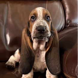 Boy 2 - Black brown and white male Basset Hound puppy in Columbia, South Carolina from Pawmetto Hounds