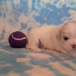 Clara - White female Shih Tzu puppy in Silver Springs, Nevada from Meadowlyn's Dream Shih Tzu