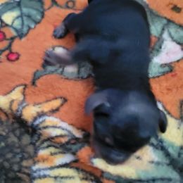 Girl 1 - Black and tan female Cavapoo puppy in Auburn, California from Gold Country Doodles