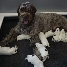 Wirehaired Pointing Griffon Puppies from Cathy West