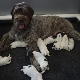 Wirehaired Pointing Griffon Puppies from Cathy West