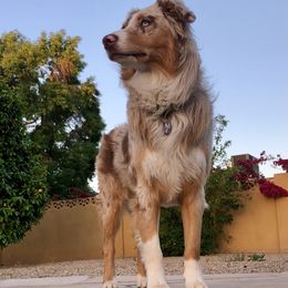 Scout - Australian Shepherd