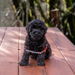 Mr.Grinch - Black male Cockapoo puppy in Deming, Washington from Heavenly Puppies to Love