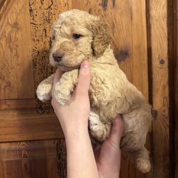 Pookie - Gold female Bordoodle puppy in Indianapolis, Indiana from Indiana Bordoodles