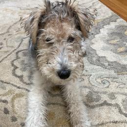 Alfie - White black and tan male Wire Fox Terrier puppy in Antioch, Illinois from Cavcor Foxies