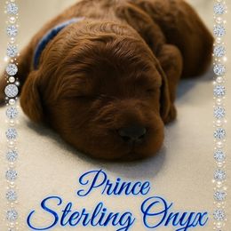 Prince Sterling Onyx - Red  male Poodle puppy in Woodbridge, Virginia from Rosa Red Standard Poodles
