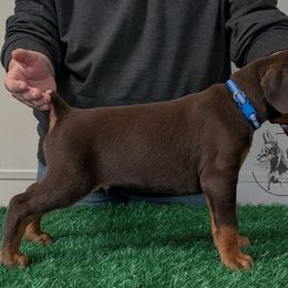 Red Male - Red and rust male Doberman Pinscher puppy in Spencer, Indiana from Jackson's Dobermans