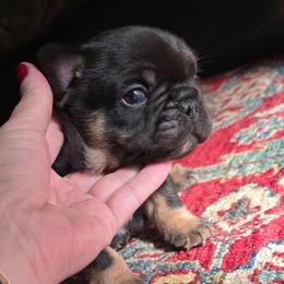 Mr Bean - Black and tan male French Bulldog puppy in Asheville, Texas from MTO KENNELS