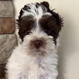 Dotson - Chocolate, tan and white male Yorkshire Terrier puppy in Parkersburg, West Virginia from Chocolate Diamonds in the RUFF