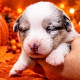Kit - Blue merle and white female Cardigan Welsh Corgi puppy in Kerens, West Virginia from Leather & Lace