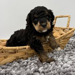 Genevieve - Phantom female Poodle puppy in Greeneville, Tennessee from Smokey Mountain Sheepadoodles