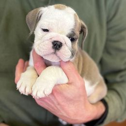Faith - Fawn and white female Bulldog puppy in Clarinda, Iowa from Stimson Bulldogs