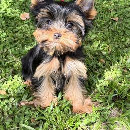 Chinese Crested and Yorkshire Terrier Puppies from FronkLinn Kennel