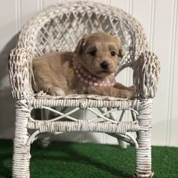 Lucy - Cream female Maltipoo puppy in Springtown, Texas from North Texas Puppies