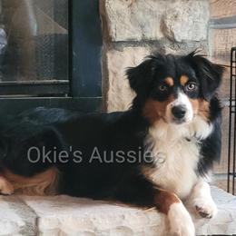 Nova - Miniature Australian Shepherd