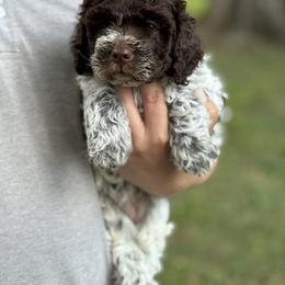 Girl 2 - Brown roan female Lagotto Romagnolo puppy in Sugar Valley, Georgia from Pinnacle Farm and Kennel
