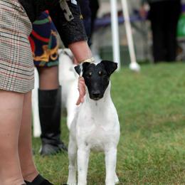 Smooth Fox Terrier All Grown Up from Tocoa Smooth Fox Terriers