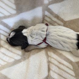 Wirehaired Pointing Griffon Puppies from Idleista Grand Chasseur
