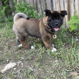 Akita Puppies from Folklore Akitas