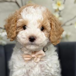 Barbie - Parti female Goldendoodle puppy in Yuciapa, California from AlltheDoodlez_
