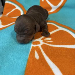 Boo - Chocolate and tan male Dachshund puppy in Victoria, Texas from Prickly Arrow Pups