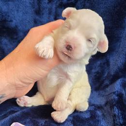Olaf - White male Maltipoo puppy in Sahuarita, Arizona from Cowgirl's Legacy Maltipoos