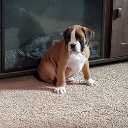 Boxer puppies from Northwest Florida Boxers