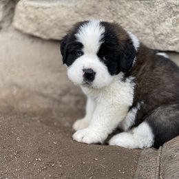 Saint Bernard Puppies from Northwoods Saint Bernards