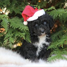 Doc - Black phantom male Aussiedoodle puppy in Lexington, Alabama from Johnson’s Highland Pride Aussiedoodles
