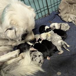 Australian Shepherd and Great Dane Puppies from AEW Farm