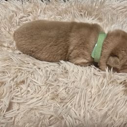 Freddy lime green collar - Red fawn male Chinese Shar-Pei puppy in Rome, Pennsylvania from Maynard Hills Chinese Sharpeis