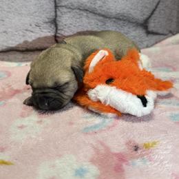 Fox - Yellow female Black Mouth Cur puppy in Warsaw, Missouri from Heritage Cow Dogs