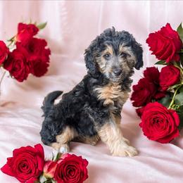 Deb - Phantom female Bernedoodle puppy in Sparta, Missouri from Sis' Doodles & Poodles