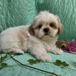 White cream spots boy - Cream and white male Shih Tzu puppy in Vinita, Oklahoma from Locust Creek Shih Tzu & Havanese