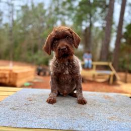 Mac - Brown and gray male Wirehaired Pointing Griffon puppy in Shelbyville, Texas from AndersonK9Kennels Bayou Beards