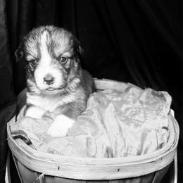 Mary - Sable female Pembroke Welsh Corgi puppy in Valley, Washington from Corgis of the Mountain Valley