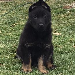 German Shepherd Puppies from Von Lindesfarne