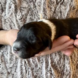 Pearl - Black and white female Aussiedoodle puppy in Columbia Falls, Montana from Firefly Horse Co Wellness Retreat Center