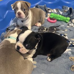 Jynxee Male - Black and white male Boston Terrier puppy in Mc Donough, Georgia from Ballard Boston Terriers