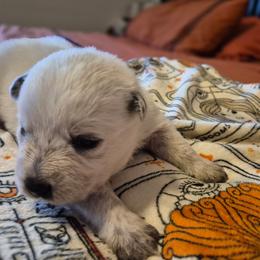 Maple - Blue female Australian Cattle Dog puppy in Prescott Valley, Arizona from KS Cattle Dogs