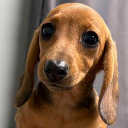 Ember - Red female Dachshund puppy in Shawnee, Oklahoma from Magic Eagle Miniature Dachshunds