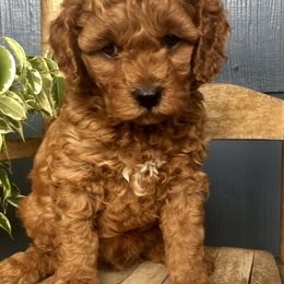 Cavapoo and Shichon Puppies from Paige Haldeman's Cavapoos and Shichons