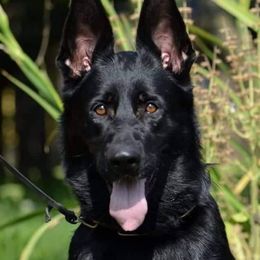 Vella - German Shepherd