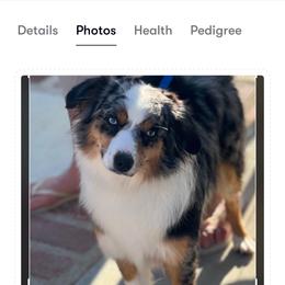 Miniature Australian Shepherd puppies from Joyfulpuppies