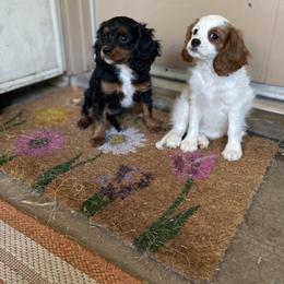 Cavalier King Charles Spaniel and Cavapoo Puppies from Larisa's Cavaliers